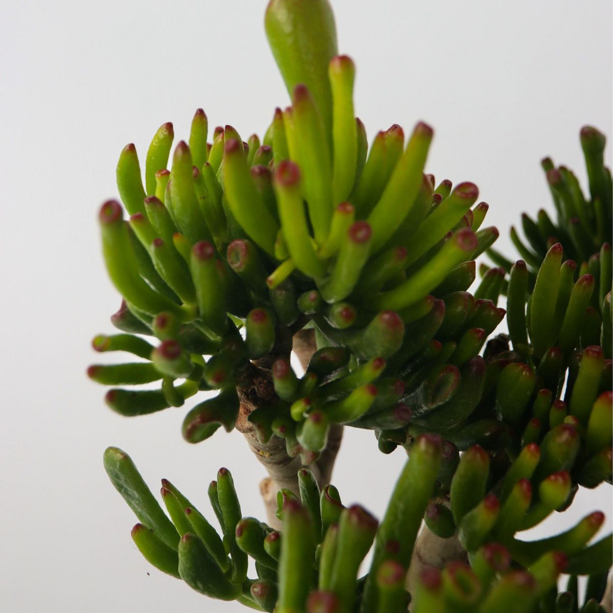 PLANT IN A BOX Arbre de jade - Crassula ovata 'Hobbit' - Hauteur 55-60cm - ⌀30cm