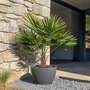 Voir la diapositive 5 : PLANT IN A BOX Palmier nain - Chamaerops humilis - Hauteur 70-80cm - ⌀21cm