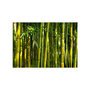 Voir la diapositive 2 : Paris Prix Papier Peint  Oriental Garden