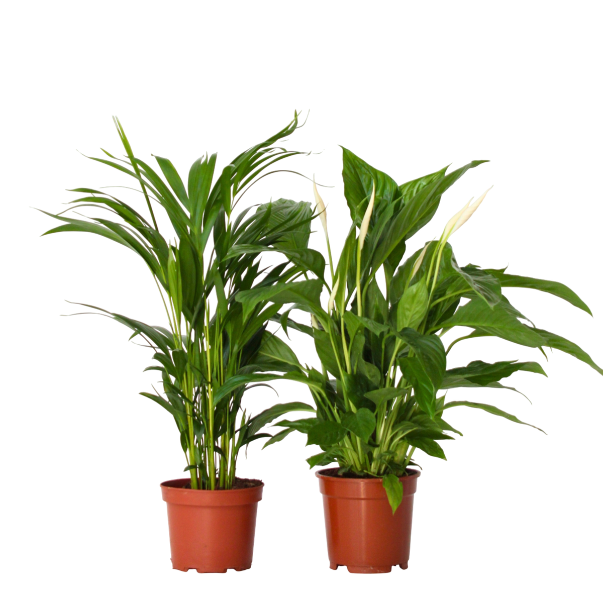 PLANT IN A BOX Mélange de plantes d'intérieur - Set de 2 - Hauteur 60-75cm - ⌀17cm