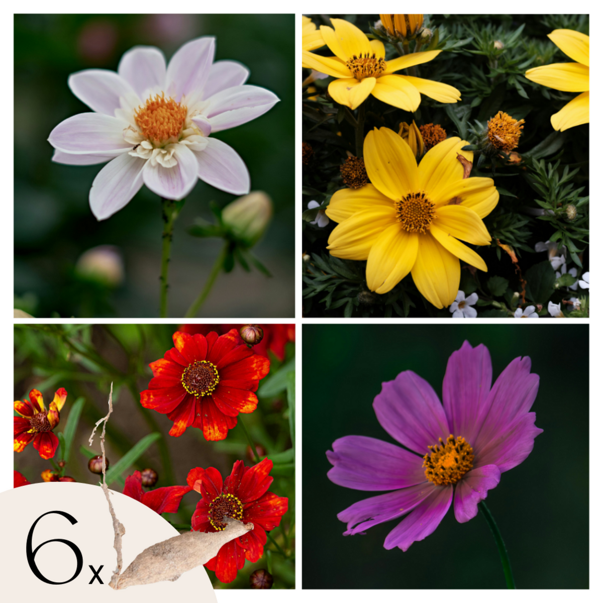 PLANT IN A BOX Dahlias - Set de 6 - Dahlia 'Topmix' - Bulbes à fleurs