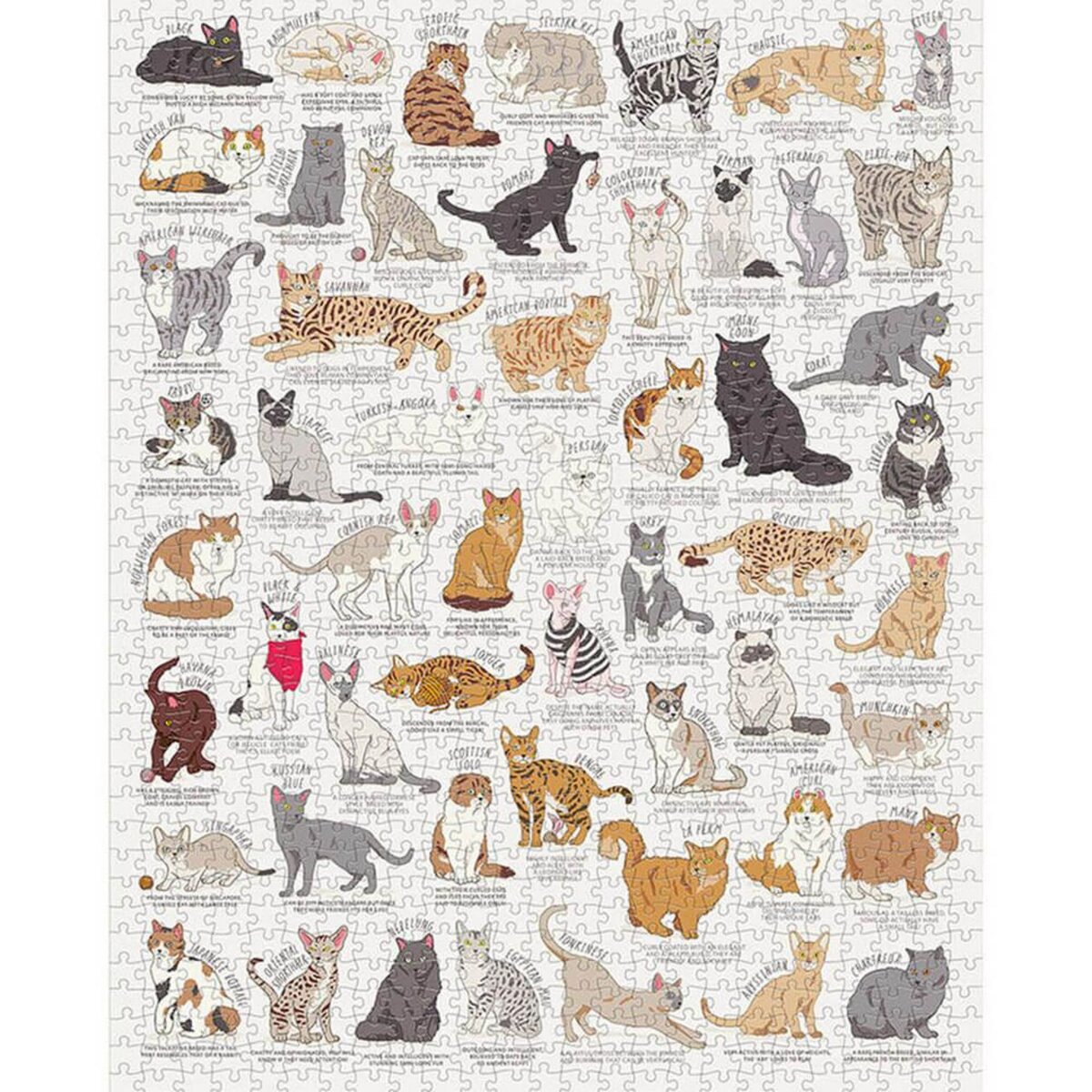 Puzzle 1000 pièces : Famille de chats - Anatolian - Rue des Puzzles