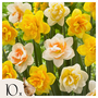 Voir la diapositive 1 : PLANT IN A BOX Narcisse - Set de 10 - Narcissus 'Double Mix' - Bulbes à fleurs