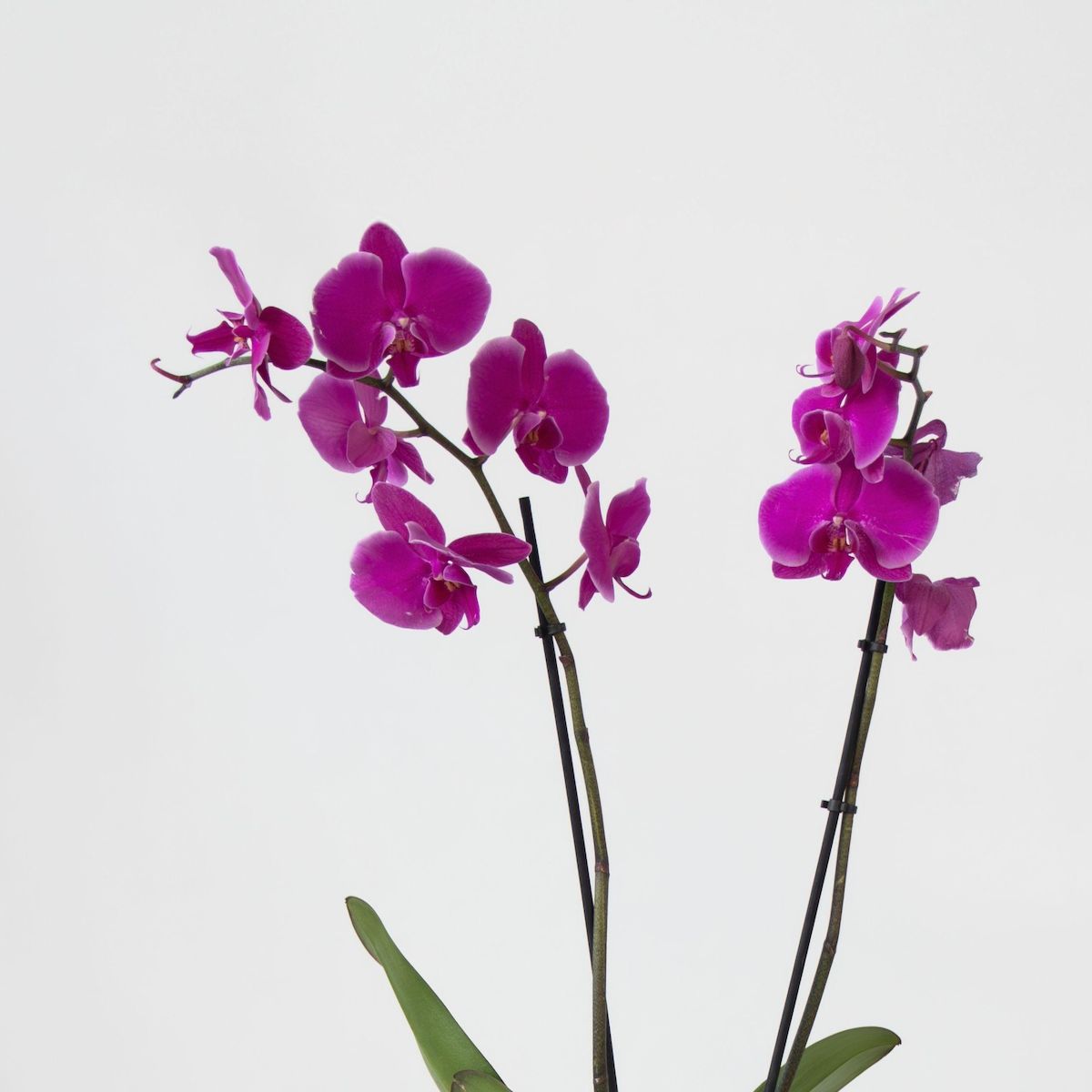 PLANT IN A BOX Orchidée papillon - x3 - Phalaenopsis panier déco - Hauteur 50-60cm - ⌀12cm