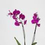 Voir la diapositive 3 : PLANT IN A BOX Orchidée papillon - x3 - Phalaenopsis panier déco - Hauteur 50-60cm - ⌀12cm