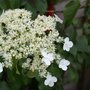 Voir la diapositive 3 : PLANT IN A BOX Hortensia grimpant - Set de 6 - Hydrangea anomale petiolaris - H25-40cm - ⌀9cm
