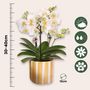 Voir la diapositive 2 : PLANT IN A BOX Coffret cadeau orchidée 'Yellow XL' - Phalaenopsis - Hauteur 35cm
