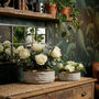 Voir la diapositive 5 : Paris Prix Lot de 2 Cache-Pots Bas  Lima  22cm Gris & Or