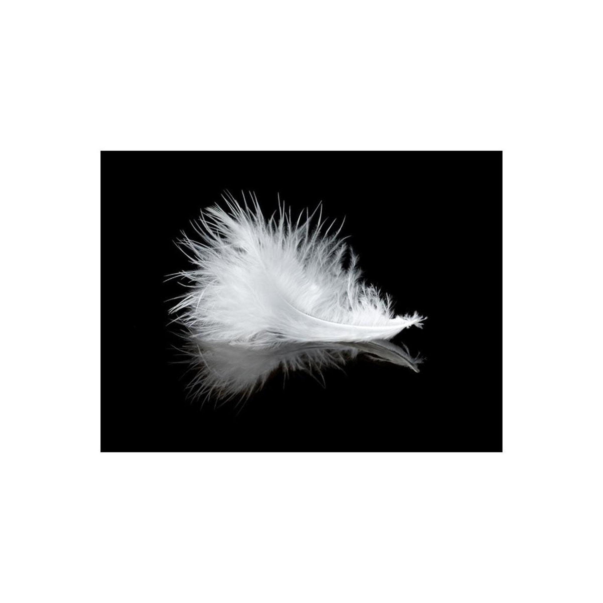 Voir la diapositive 2 : Paris Prix Papier Peint  White Feather