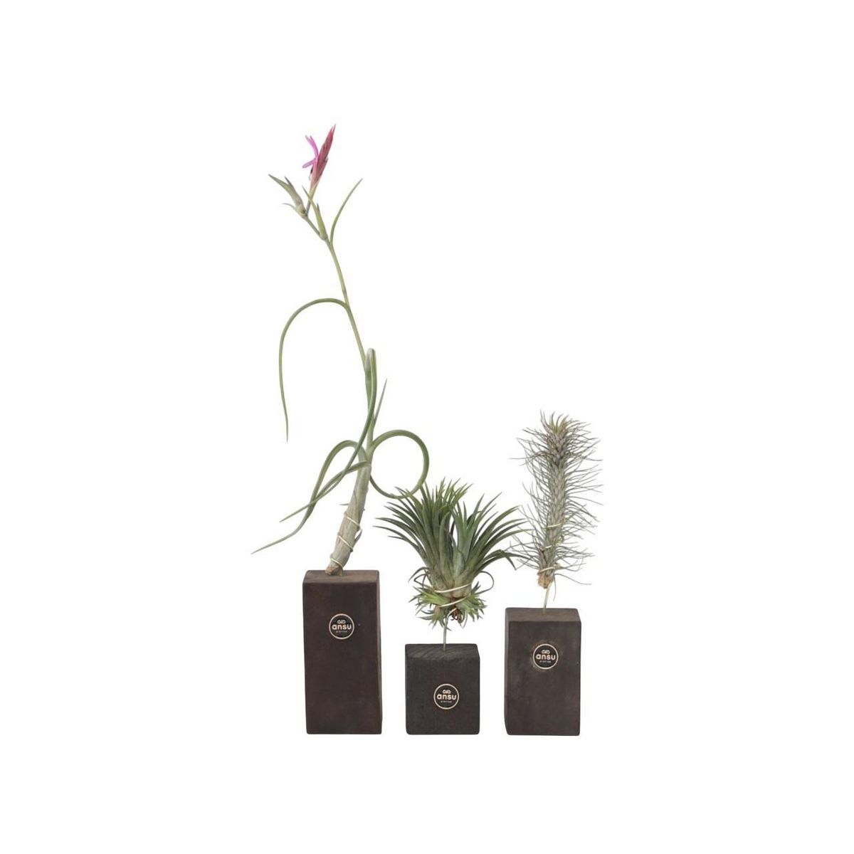 PLANT IN A BOX Plante aérienne - Set de 3 - Tillandsia 'Burnt Wood Trio' - Hauteur 30-35cm