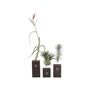 Voir la diapositive 1 : PLANT IN A BOX Plante aérienne - Set de 3 - Tillandsia 'Burnt Wood Trio' - Hauteur 30-35cm