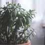Voir la diapositive 5 : PLANT IN A BOX Arbre de jade - Crassula ovata 'Minor' - Hauteur 30-35cm - ⌀17cm