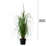 Voir la diapositive 2 : Herbe de la pampa blanche