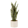 Voir la diapositive 1 : Paris Prix Plante Artificielle en Pot  Sansevieria  37cm Vert