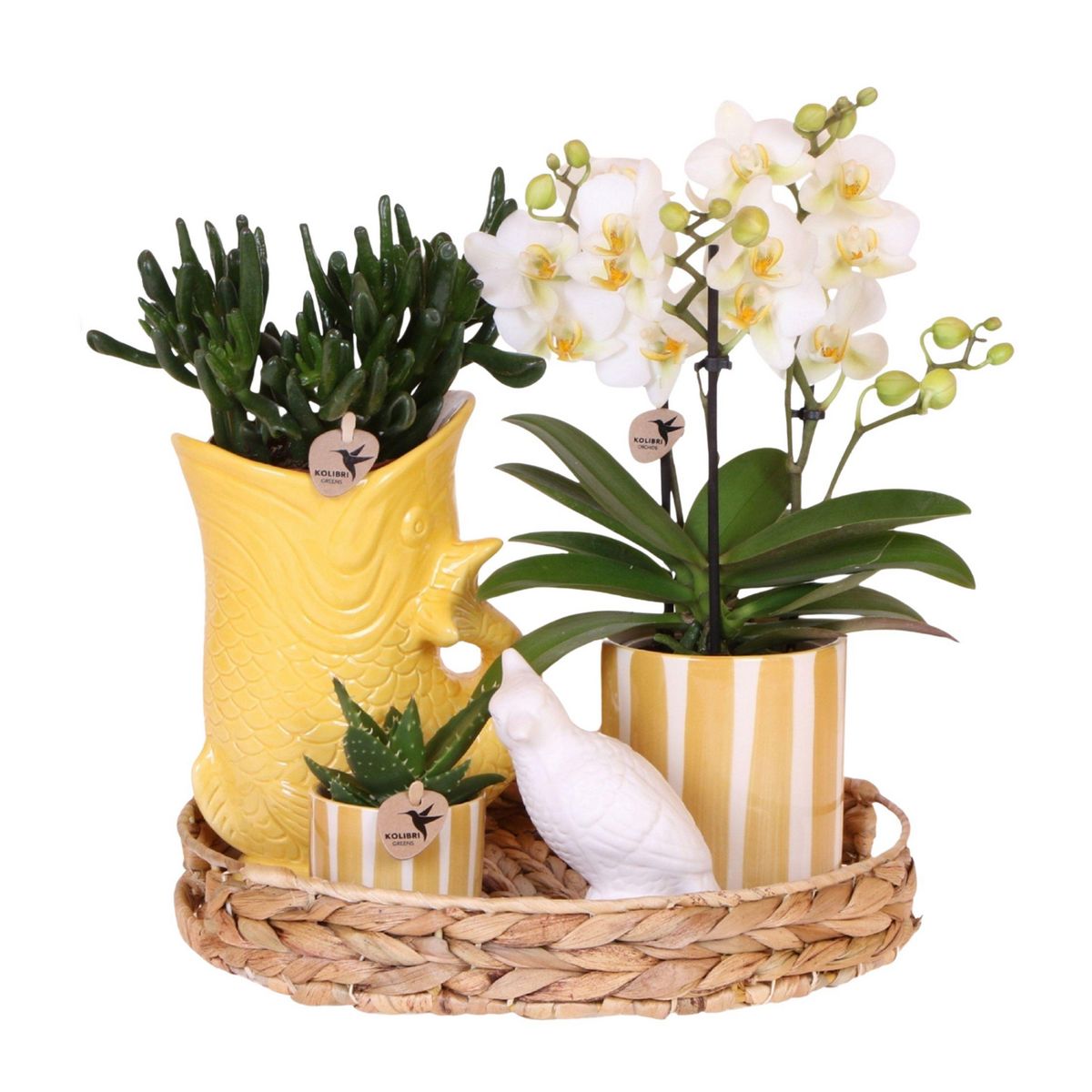 PLANT IN A BOX Coffret cadeau orchidée 'Yellow XL' - Phalaenopsis - Hauteur 35cm