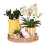 Voir la diapositive 1 : PLANT IN A BOX Coffret cadeau orchidée 'Yellow XL' - Phalaenopsis - Hauteur 35cm