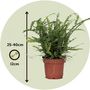 Voir la diapositive 2 : PLANT IN A BOX Fougère de Duff - Set de 2 - Nephrolepis 'Duffii' - Hauteur 25-40cm - ⌀12cm