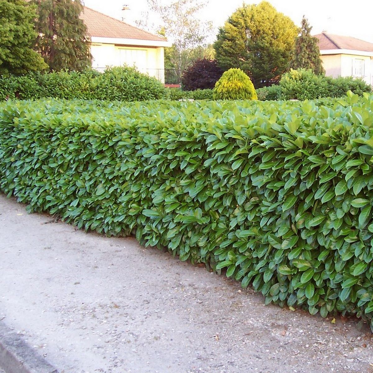 Laurier palme à feuilles rondes