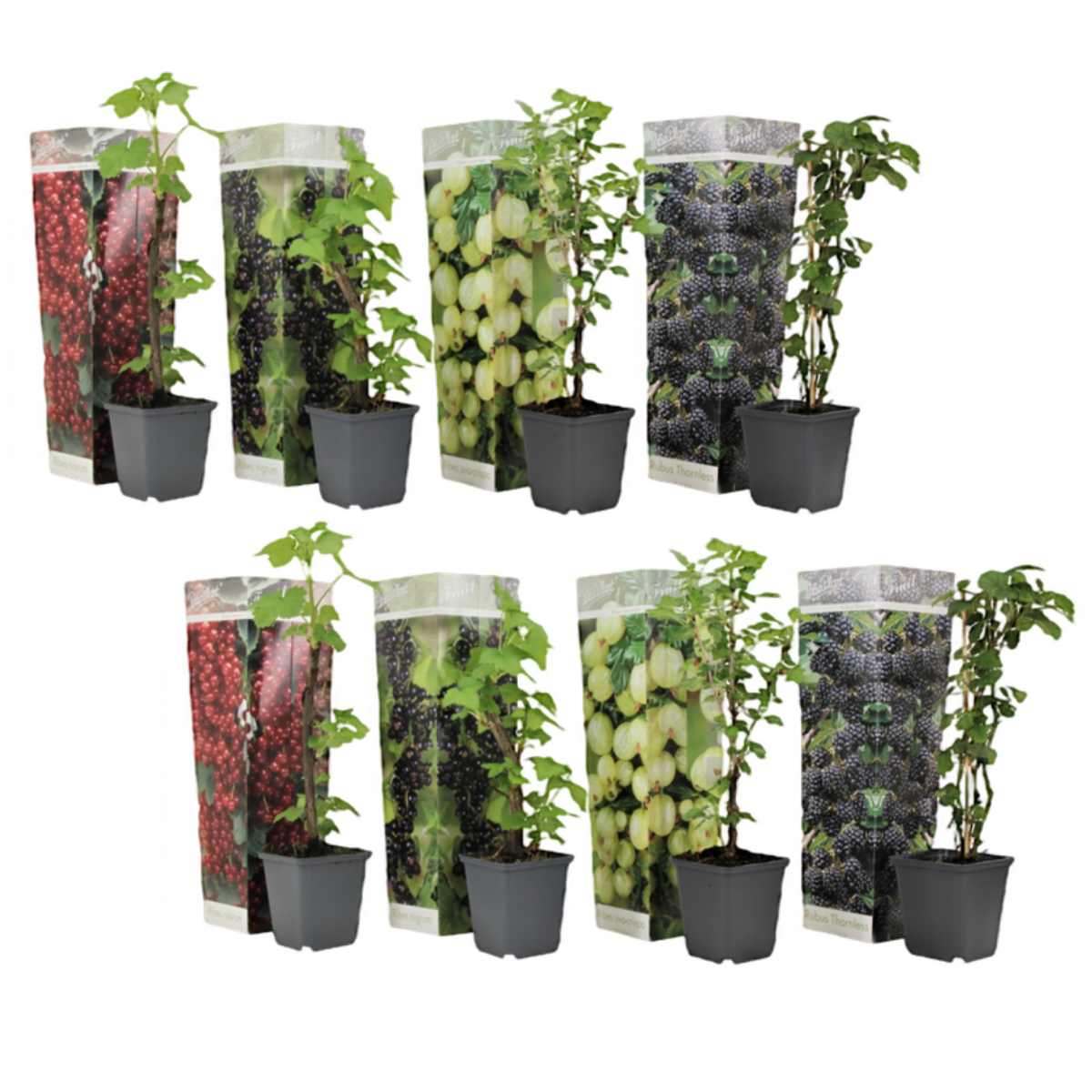 PLANT IN A BOX Mélange de baies - Set de 8 - Rubus, rubrum, Uva, Fructosus - H25-40cm - ⌀9cm