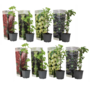Voir la diapositive 1 : PLANT IN A BOX Mélange de baies - Set de 8 - Rubus, rubrum, Uva, Fructosus - H25-40cm - ⌀9cm