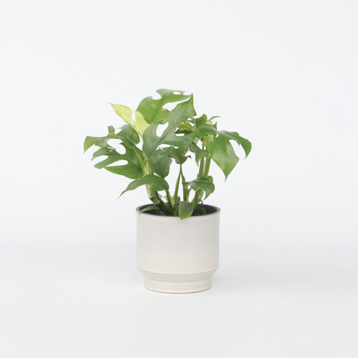 PLANT IN A BOX Plante à trous - Rhaphidophora tetrasperma - Hauteur 20-30cm - ⌀12cm