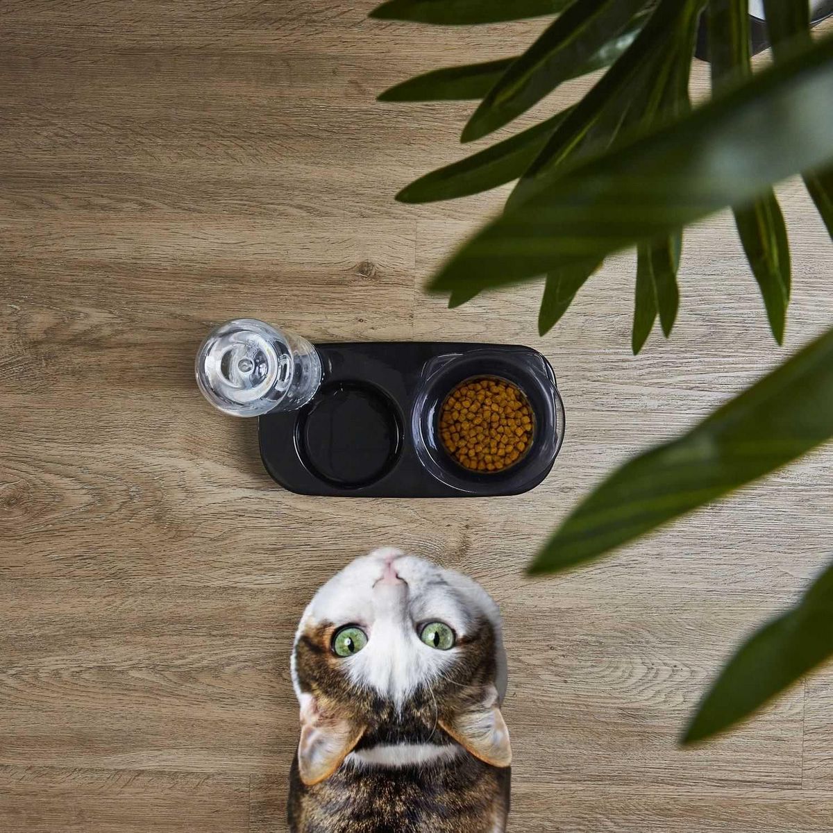 The concept Factory Gamelle et distributeur d'eau pour chat et chien - Noir