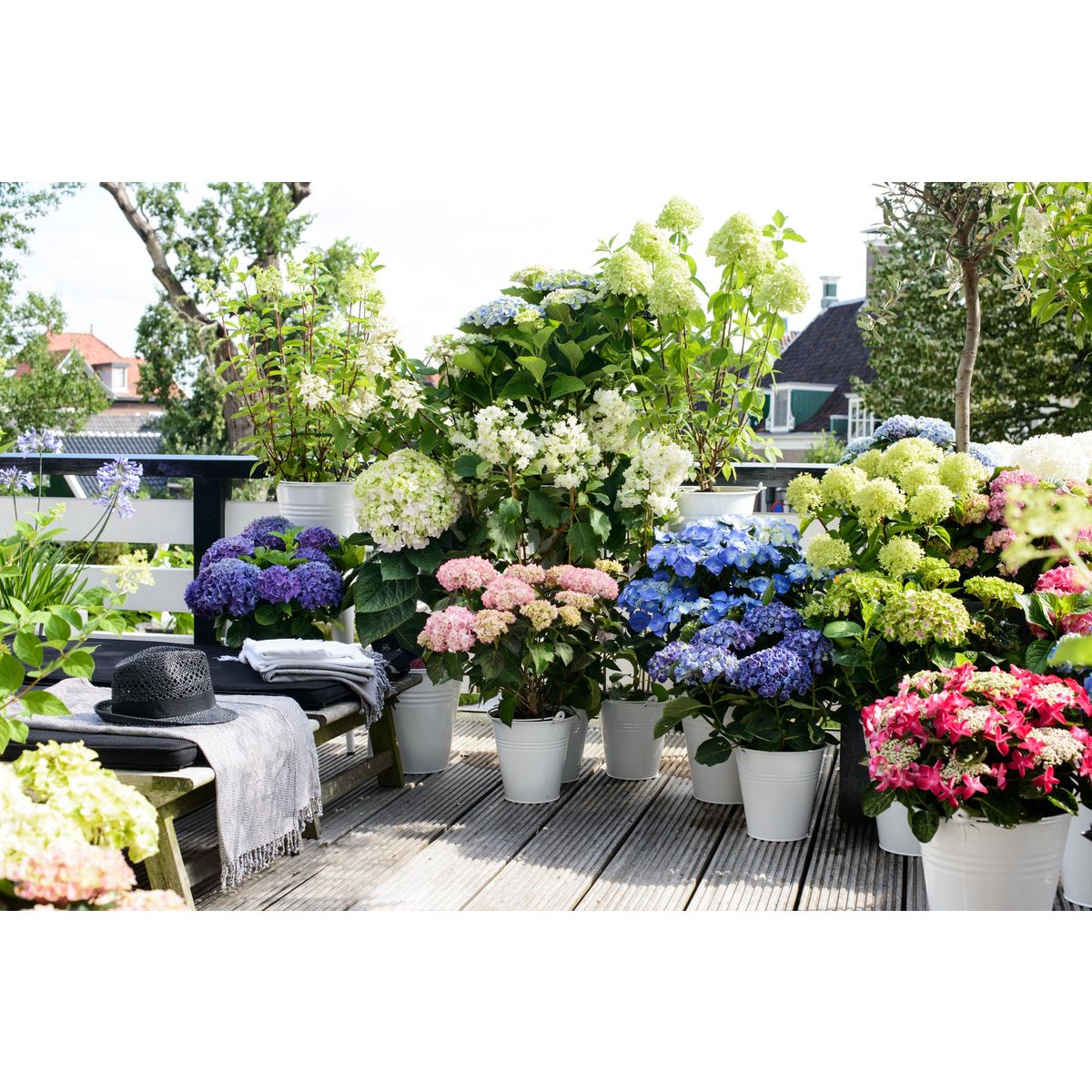 PLANT IN A BOX Hortensia - Set de 6 - Hydrangea macrophylla - Hauteur 25-40cm - ⌀10,5cm