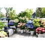 Voir la diapositive 5 : PLANT IN A BOX Hortensia - Set de 6 - Hydrangea macrophylla - Hauteur 25-40cm - ⌀10,5cm