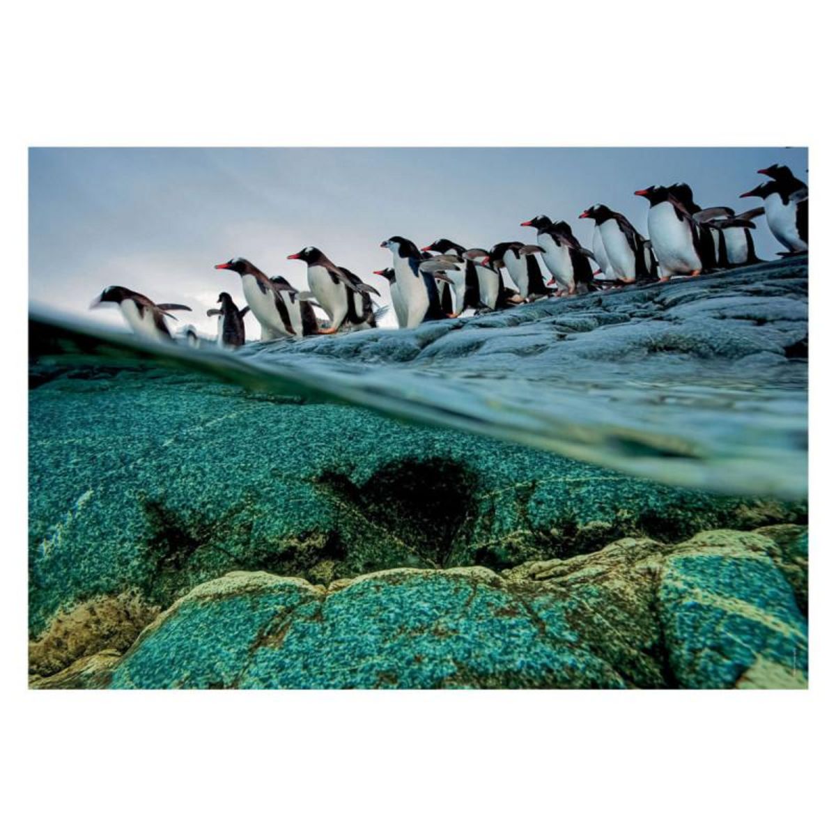 CLEMENTONI Clementoni Jigsaw Puzzle National Geographics - Penguin, 1000pcs. 39730