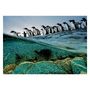 Voir la diapositive 2 : CLEMENTONI Clementoni Jigsaw Puzzle National Geographics - Penguin, 1000pcs. 39730