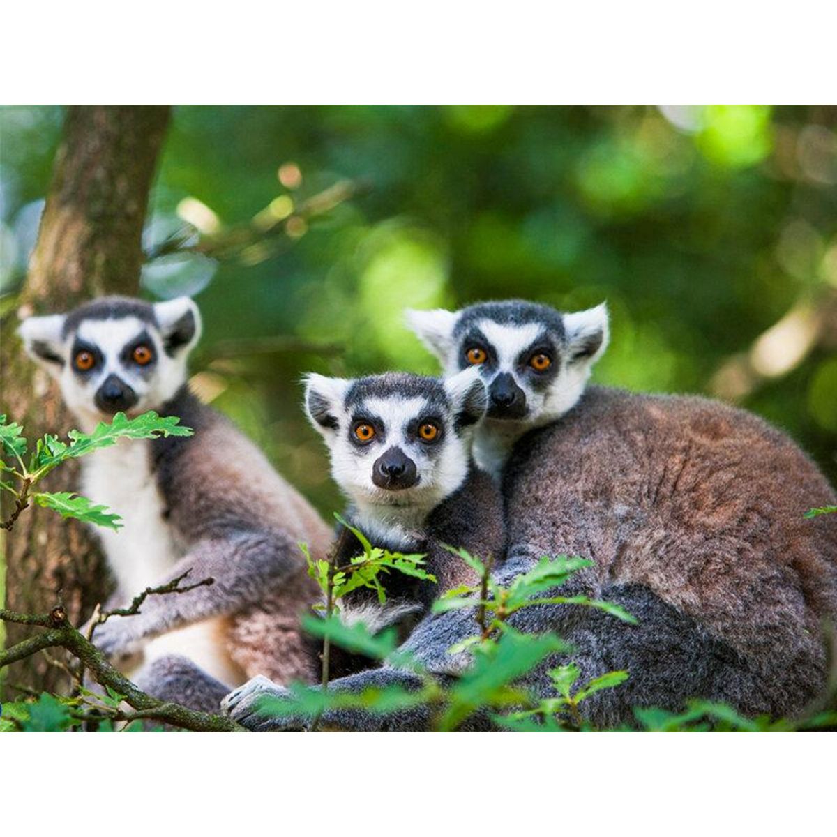 Smartbox Journée zoo en duo : 2 entrées adultes pour le Safari de Peaugres - Coffret Cadeau Sport & Aventure