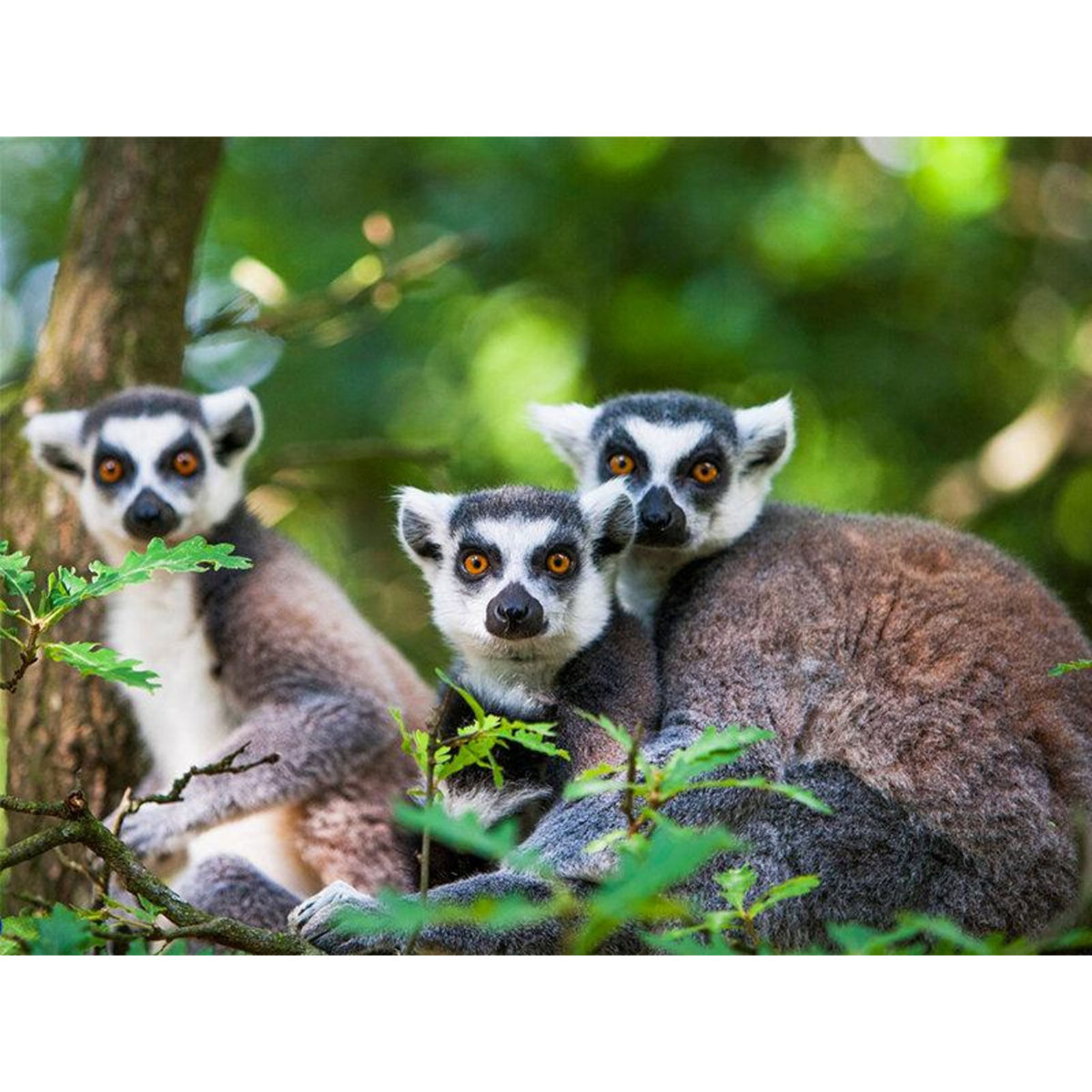 Smartbox Journée zoo en duo : 2 entrées adultes pour le Safari de Peaugres - Coffret Cadeau Sport & Aventure