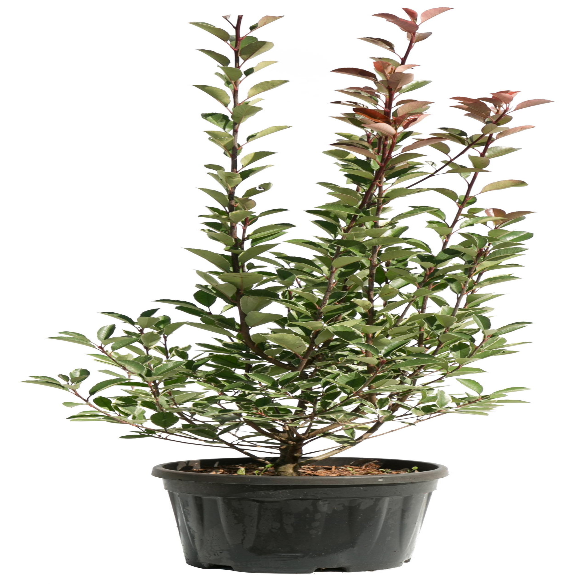 Photinia Fraseri Red Robin - Pot de 9L - H/80-100cm