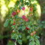 Voir la diapositive 5 : PLANT IN A BOX Arbres fruitiers -  x4 - Pommier, Cerisier, Poirier et Prunier - 60-70cm - ⌀9cm