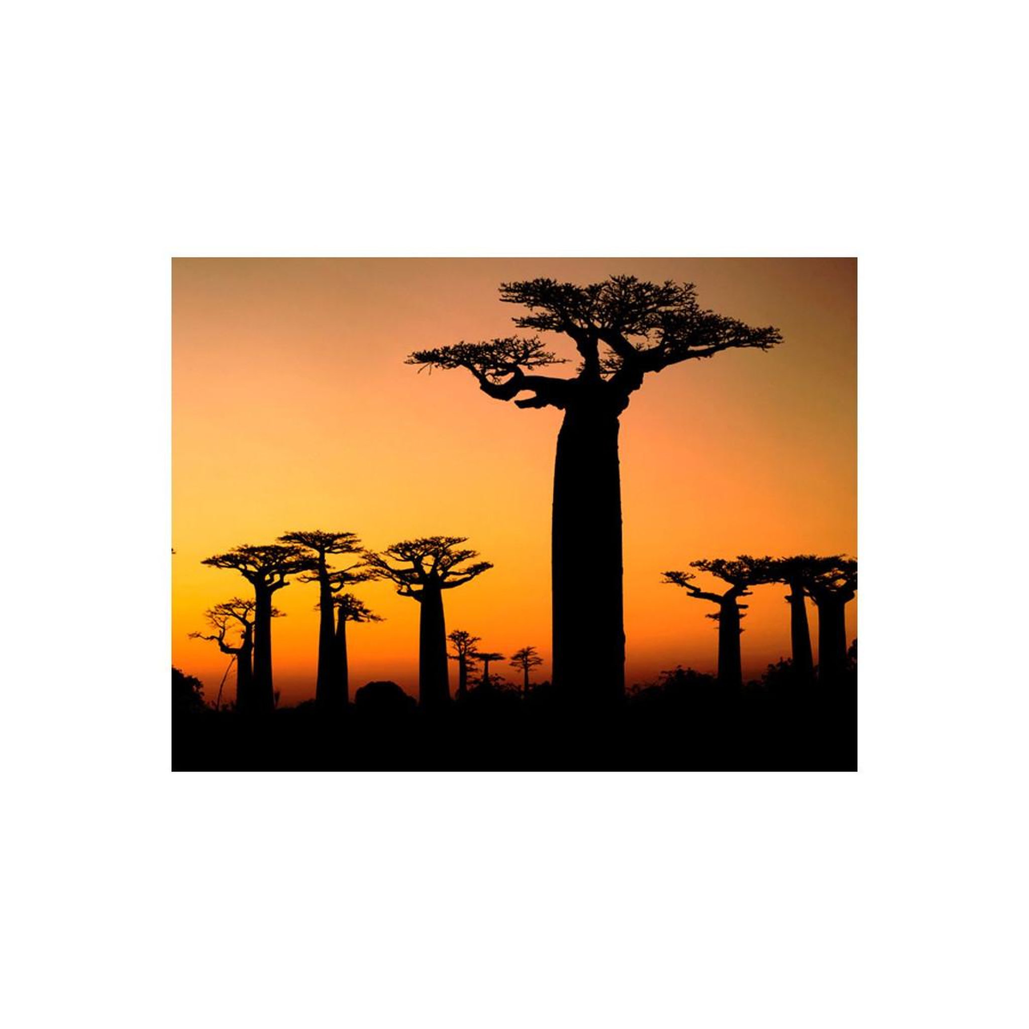 Voir la diapositive 2 : Paris Prix Papier peint  baobabs africains