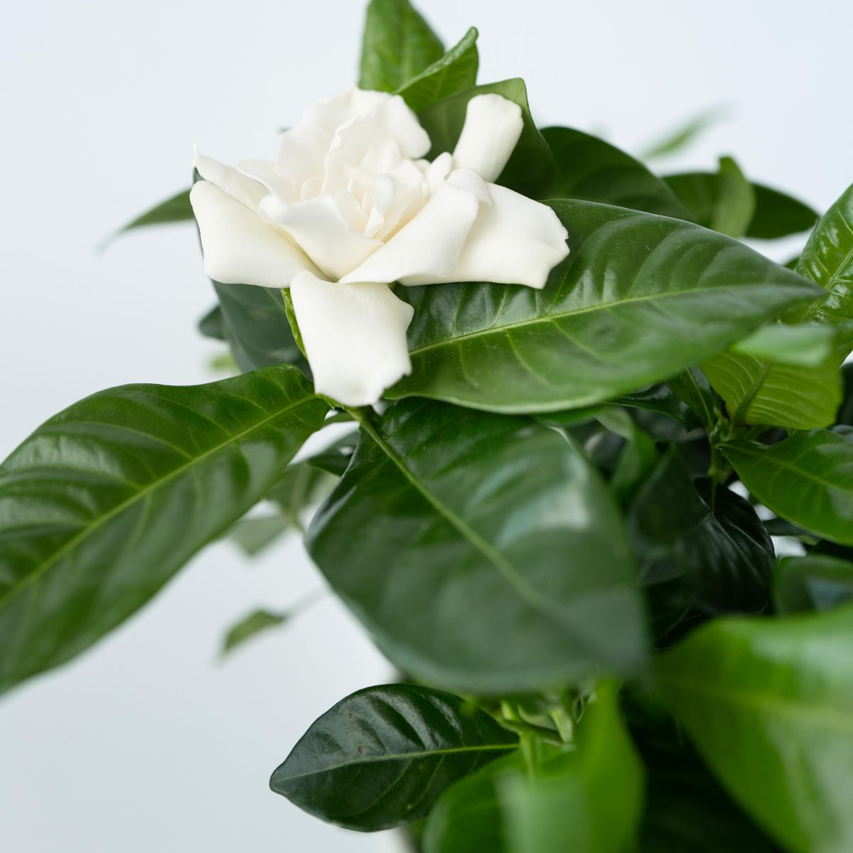 PLANT IN A BOX Jasmin du Cap - Set de 4 - Gardenia jasminoides - Hauteur 20-30cm - ⌀13cm