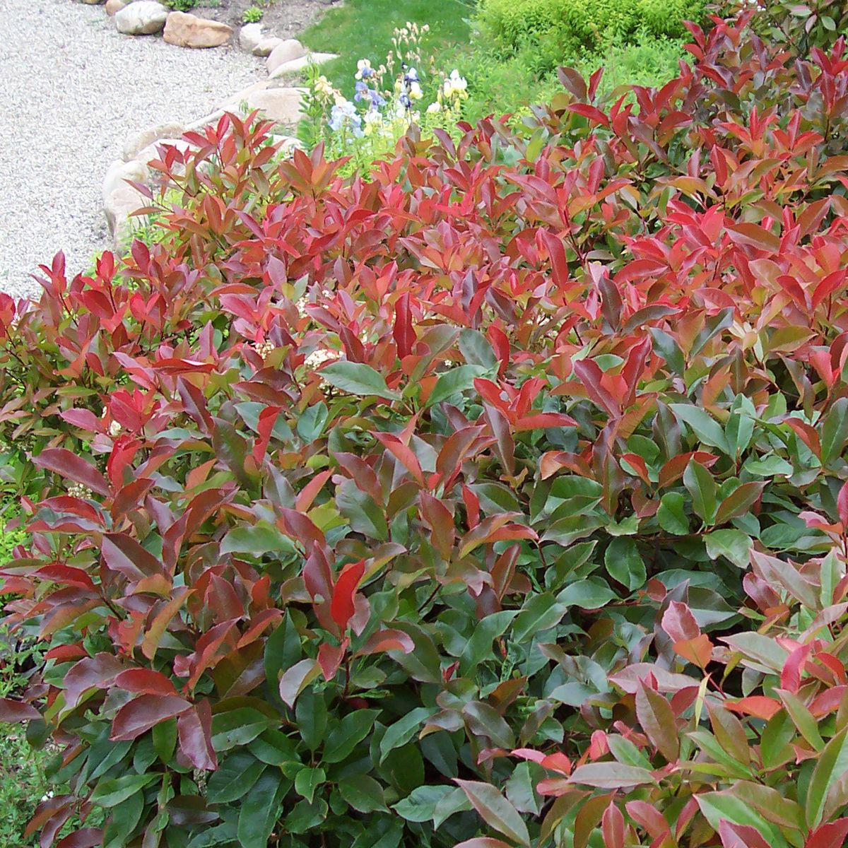 Lot de 10 Photinia Fraseri Red Robin - C10L - H80-100cm