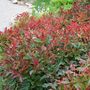 Voir la diapositive 4 : Lot de 10 Photinia Fraseri Red Robin - C10L - H80-100cm