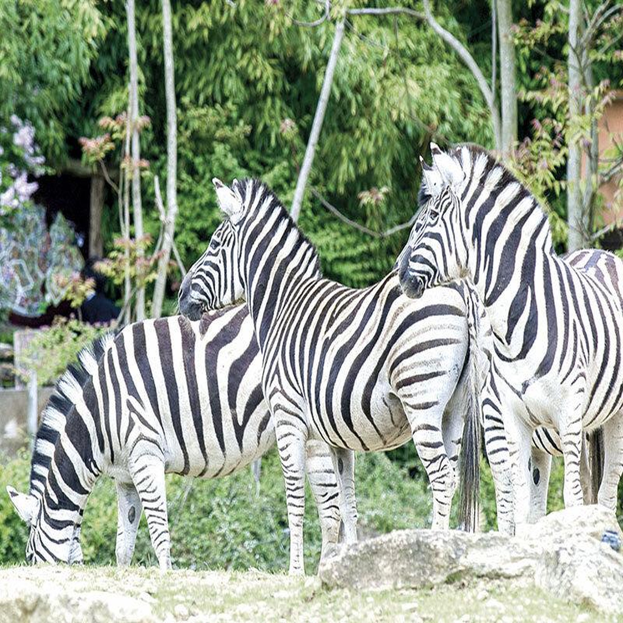 Voir la diapositive 6 : Smartbox Journée à 2 au parc zoologique d'amnéville avec nuit à l'hôtel - coffret cadeau multi-thèmes