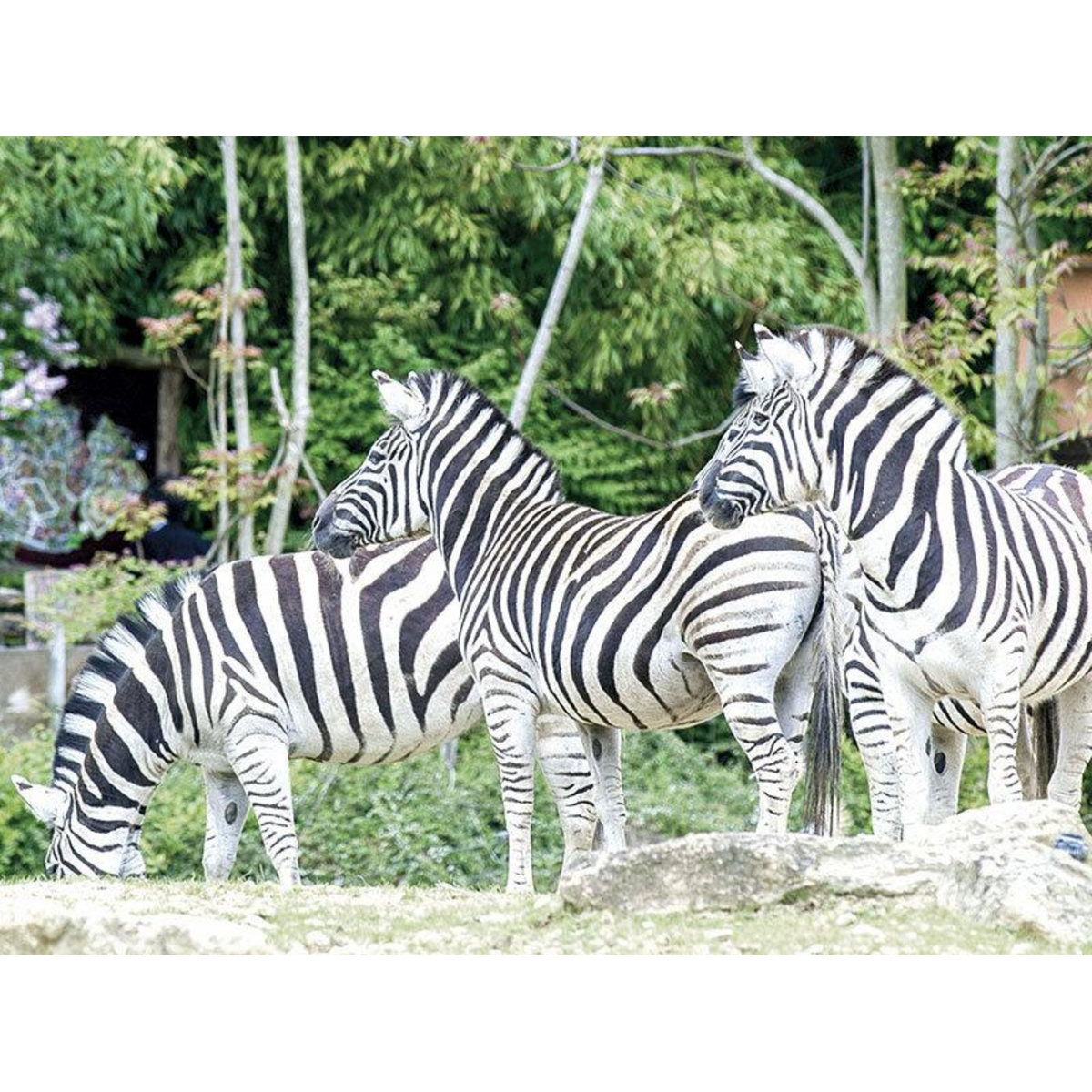 Smartbox Journée à 2 au Parc Zoologique d'Amnéville avec nuit à l'hôtel - Coffret Cadeau Multi-thèmes