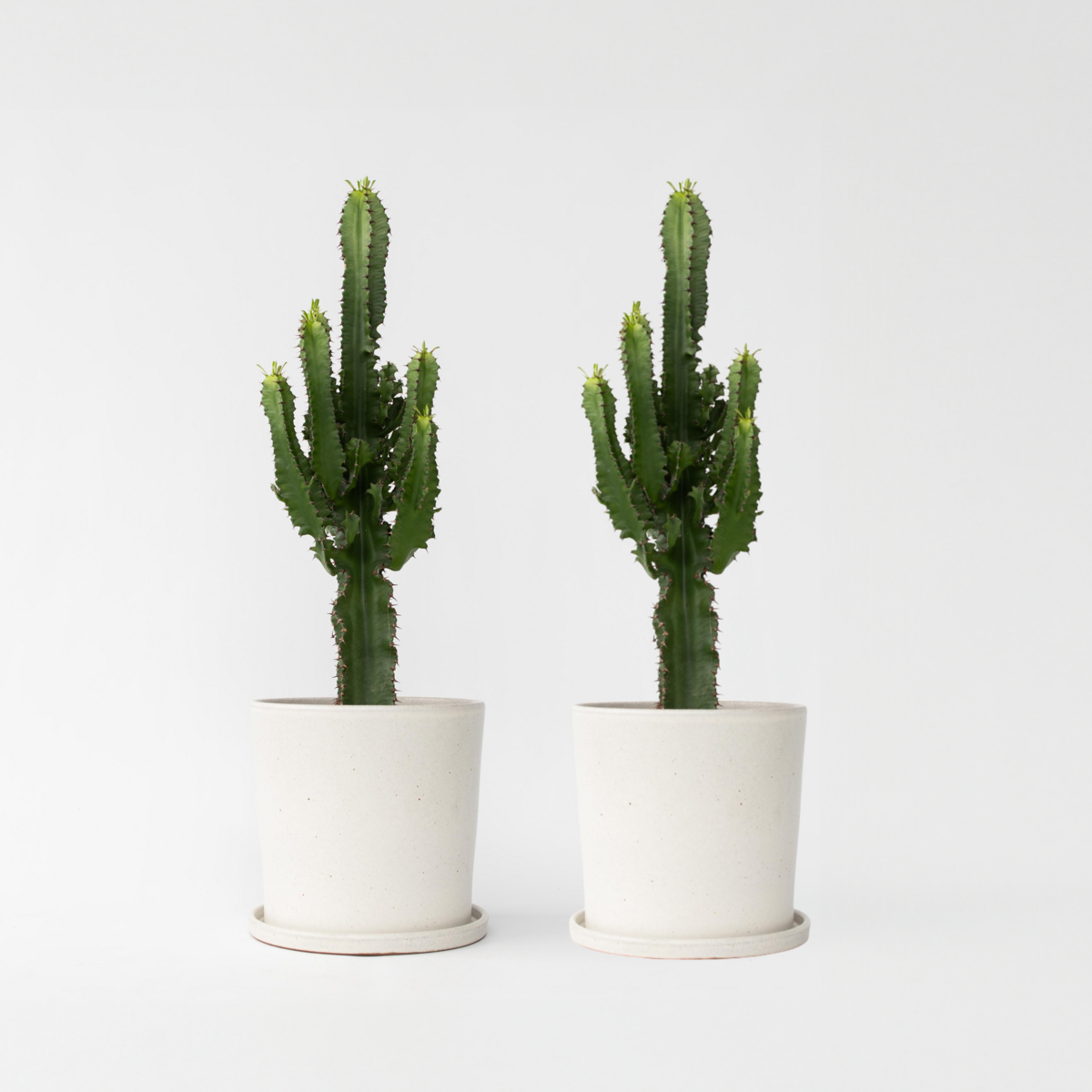 PLANT IN A BOX Euphorbe ingens - Set de 2 - Euphorbia ingens - Hauteur 50-60cm - ⌀17cm