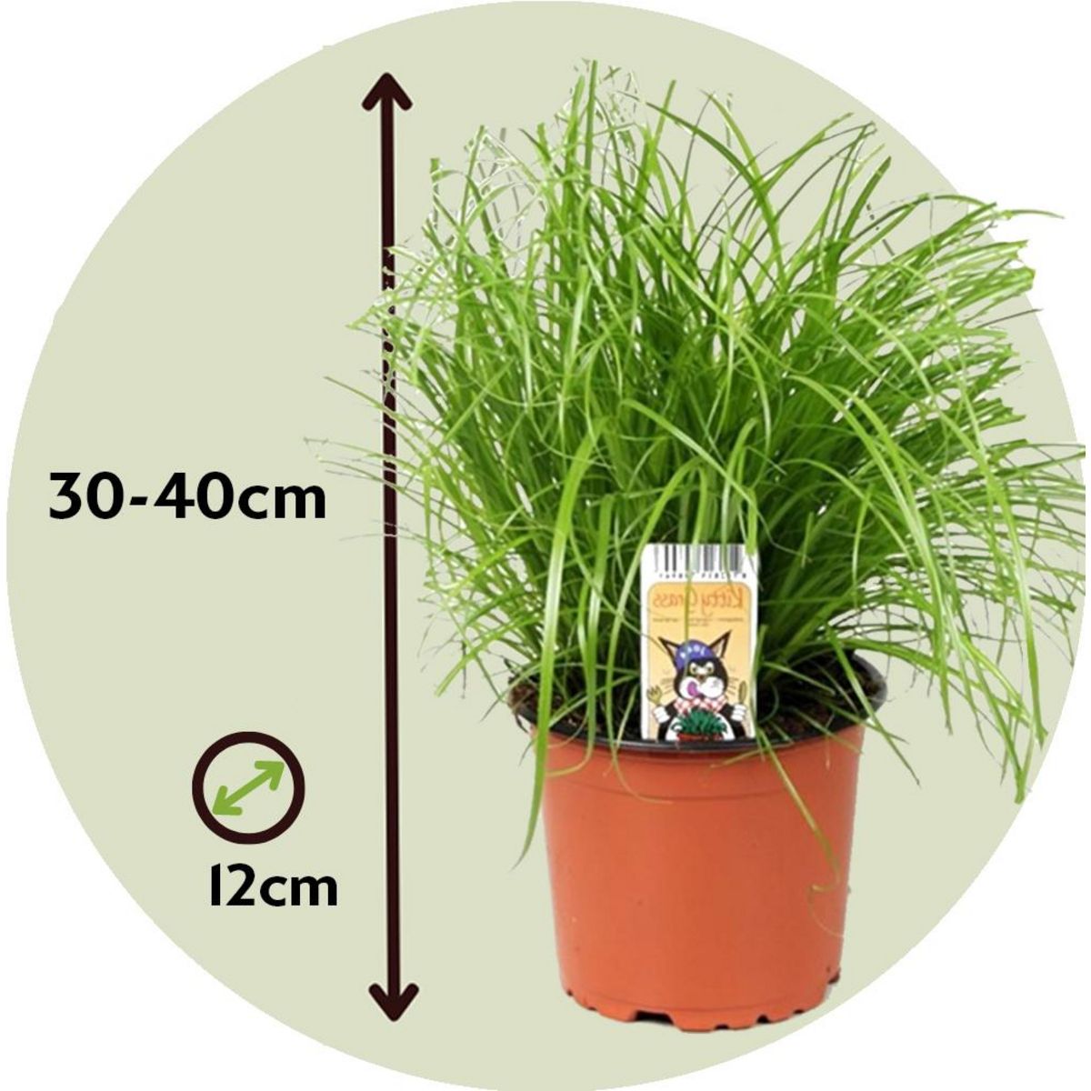 PLANT IN A BOX Herbe à chat - Set de 6 - Cyperus zumula - Hauteur 30-40cm - ⌀12cm