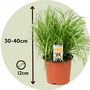 Voir la diapositive 2 : PLANT IN A BOX Herbe à chat - Set de 6 - Cyperus zumula - Hauteur 30-40cm - ⌀12cm