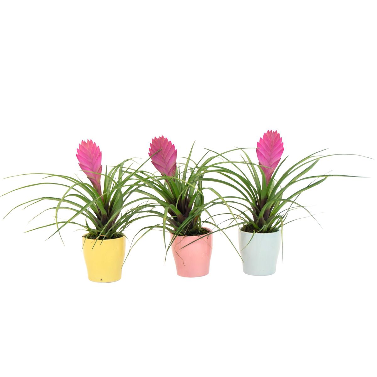 PLANT IN A BOX Tillandsia cyanea ‘Pastel' – Lot de 3 avec pot – Hauteur 20–30cm – ø7cm
