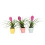 Voir la diapositive 1 : PLANT IN A BOX Tillandsia cyanea ‘Pastel' – Lot de 3 avec pot – Hauteur 20–30cm – ø7cm