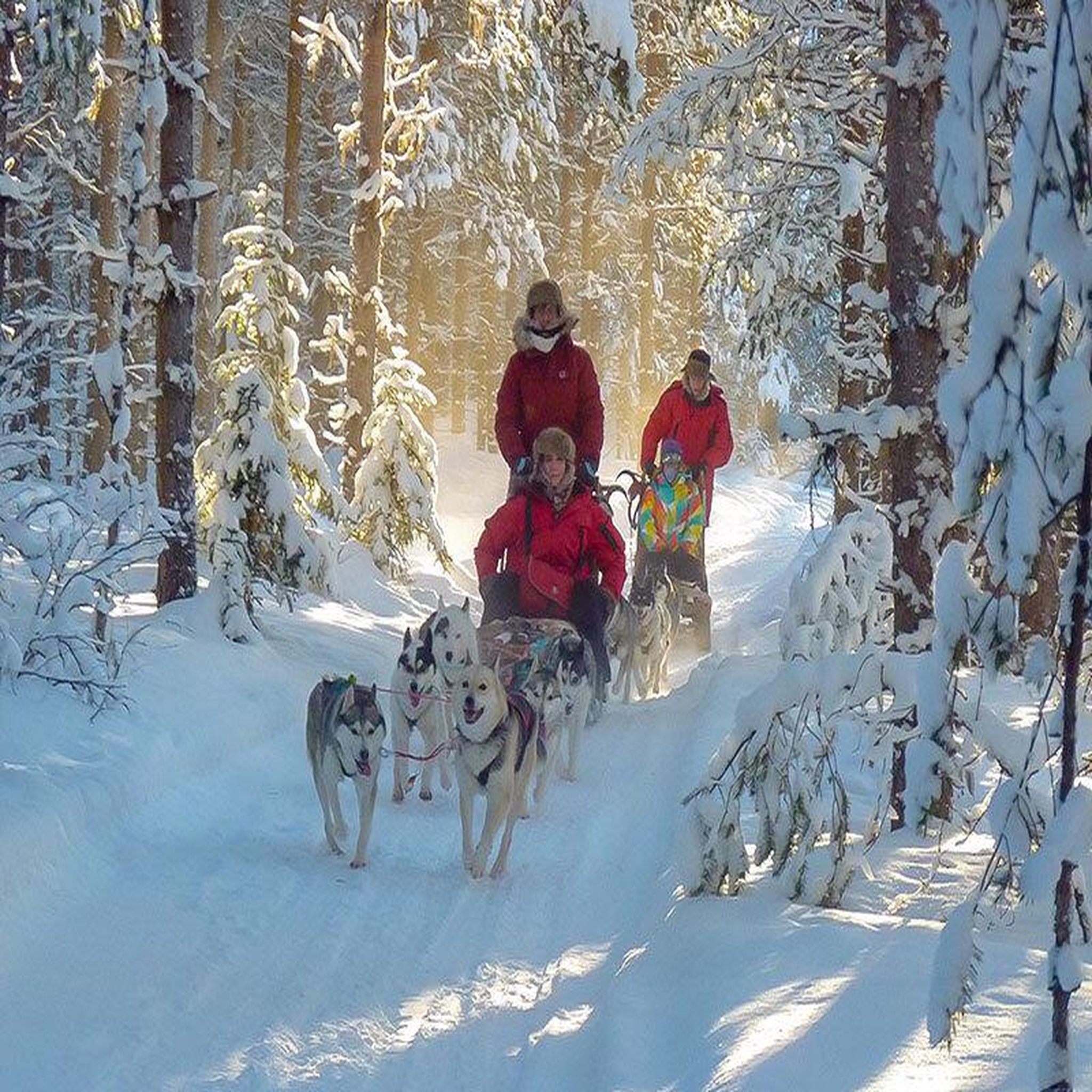 Voir la diapositive 3 : Smartbox 3 jours en suède : observation des aurores boréales et balade en chiens de traîneau pour 2 personnes - coffret cadeau séjour