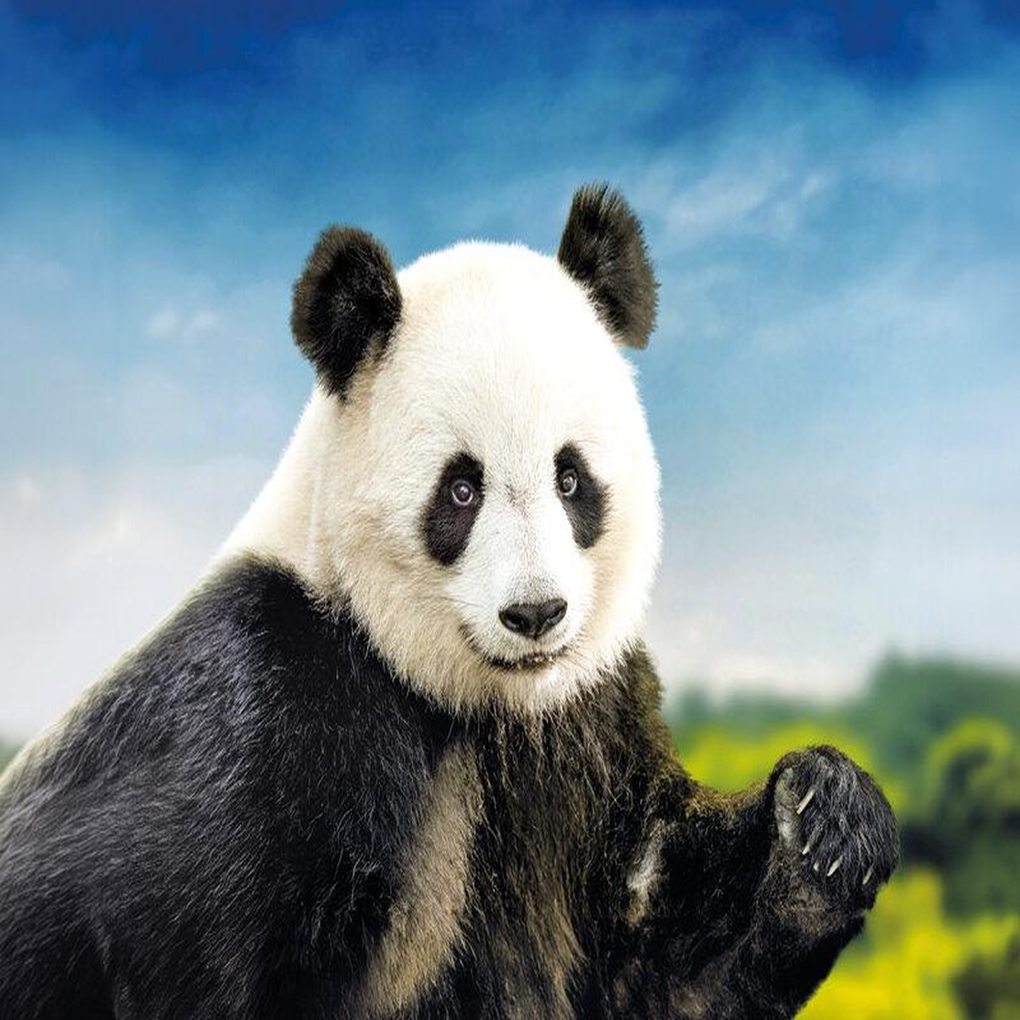Voir la diapositive 3 : Smartbox ZooParc de Beauval - 2 tickets 1 jour - Coffret Cadeau Multi-thèmes