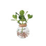Voir la diapositive 1 : PLANT IN A BOX Clusia en verre - Clusia rosea 'Princess' - Hauteur 25-35cm - ⌀20cm