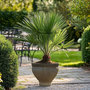 Voir la diapositive 5 : PLANT IN A BOX Palmier nain - Set de 2 - Chamaerops humilis - Hauteur 50-60cm - ⌀15cm