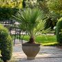 Voir la diapositive 5 : PLANT IN A BOX Palmier nain - Set de 2 - Chamaerops humilis - Hauteur 50-60cm - ⌀15cm